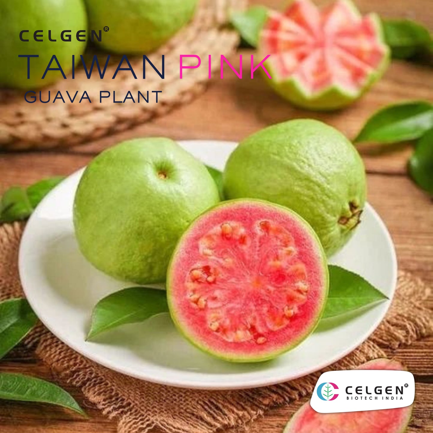 Celgen® Taiwan Pink Guava Plant