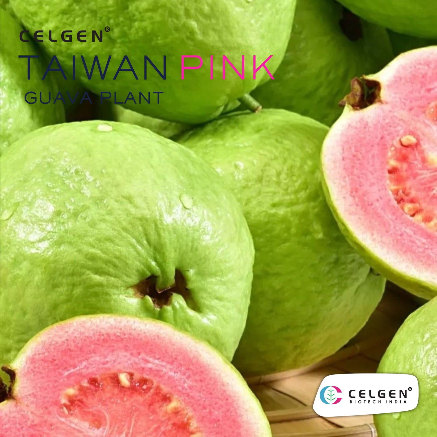 Celgen® Taiwan Pink Guava Plant