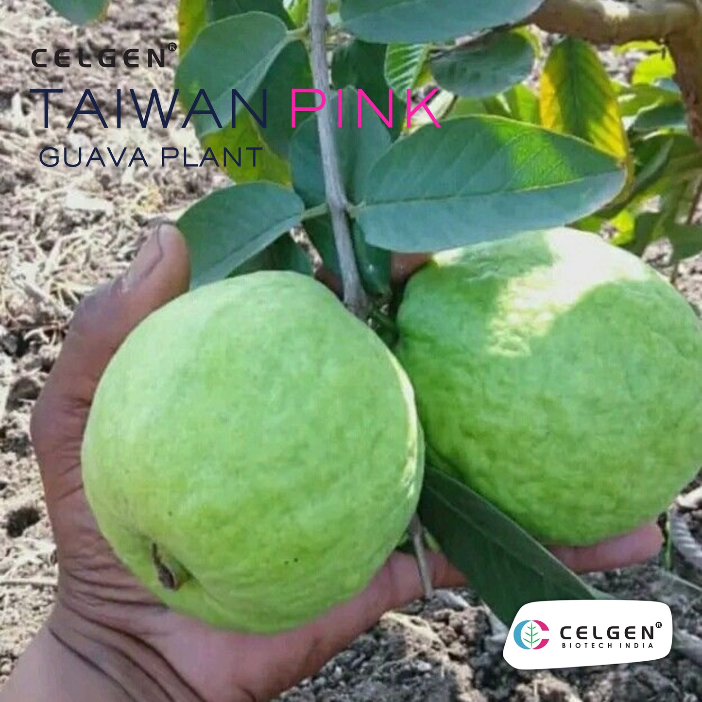 Celgen® Taiwan Pink Guava Plant