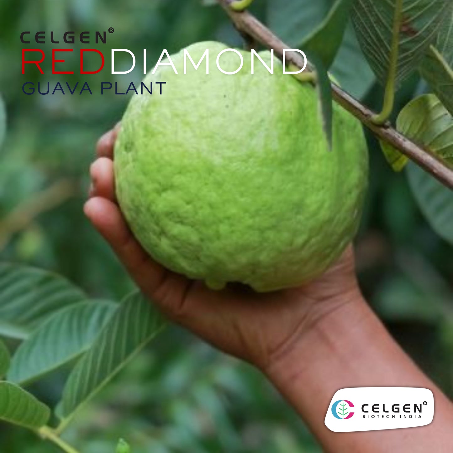 Celgen® Red Diamond (Hong Zhuan Shi / Phet Daeng) Guava Plant