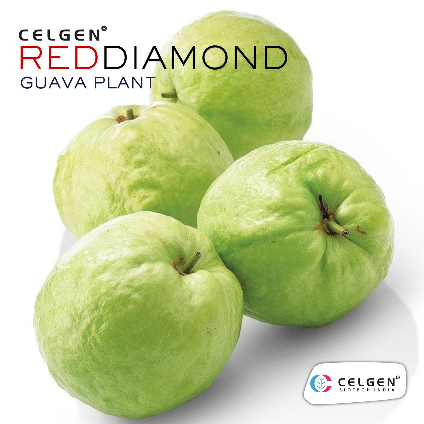 Celgen® Red Diamond (Hong Zhuan Shi / Phet Daeng) Guava Plant
