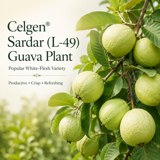 Celgen® Sardar (L-49 / Lucknow-49) Guava Plant