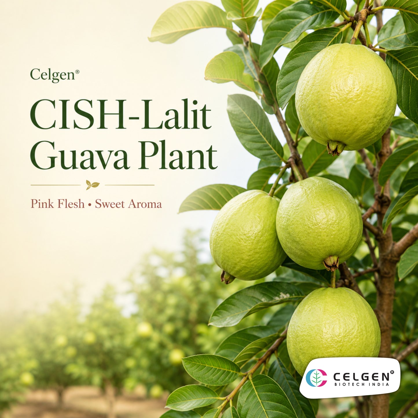 Celgen® CISH-Lalit Guava Plant