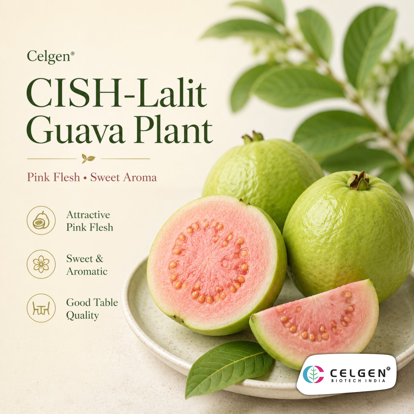 Celgen® CISH-Lalit Guava Plant