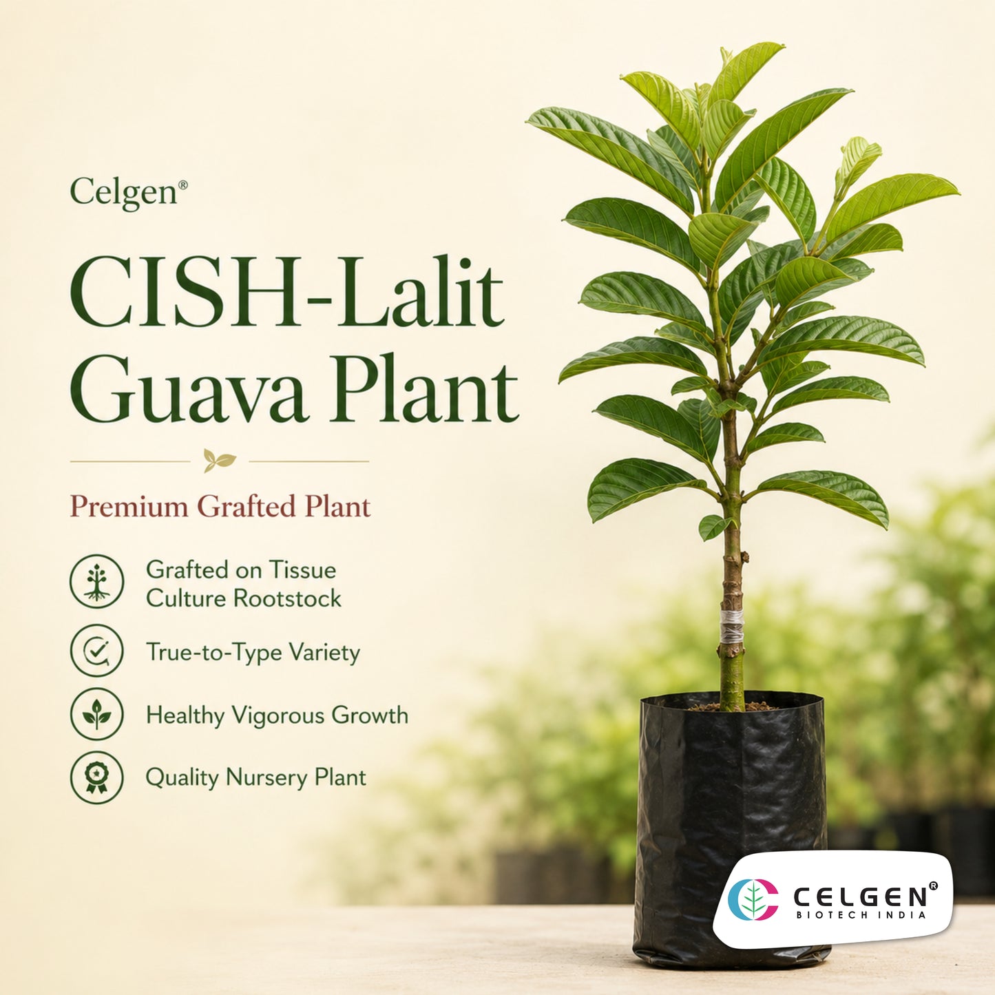 Celgen® CISH-Lalit Guava Plant