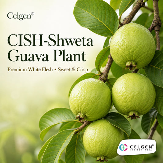 Celgen® CISH-Shweta Guava Plant