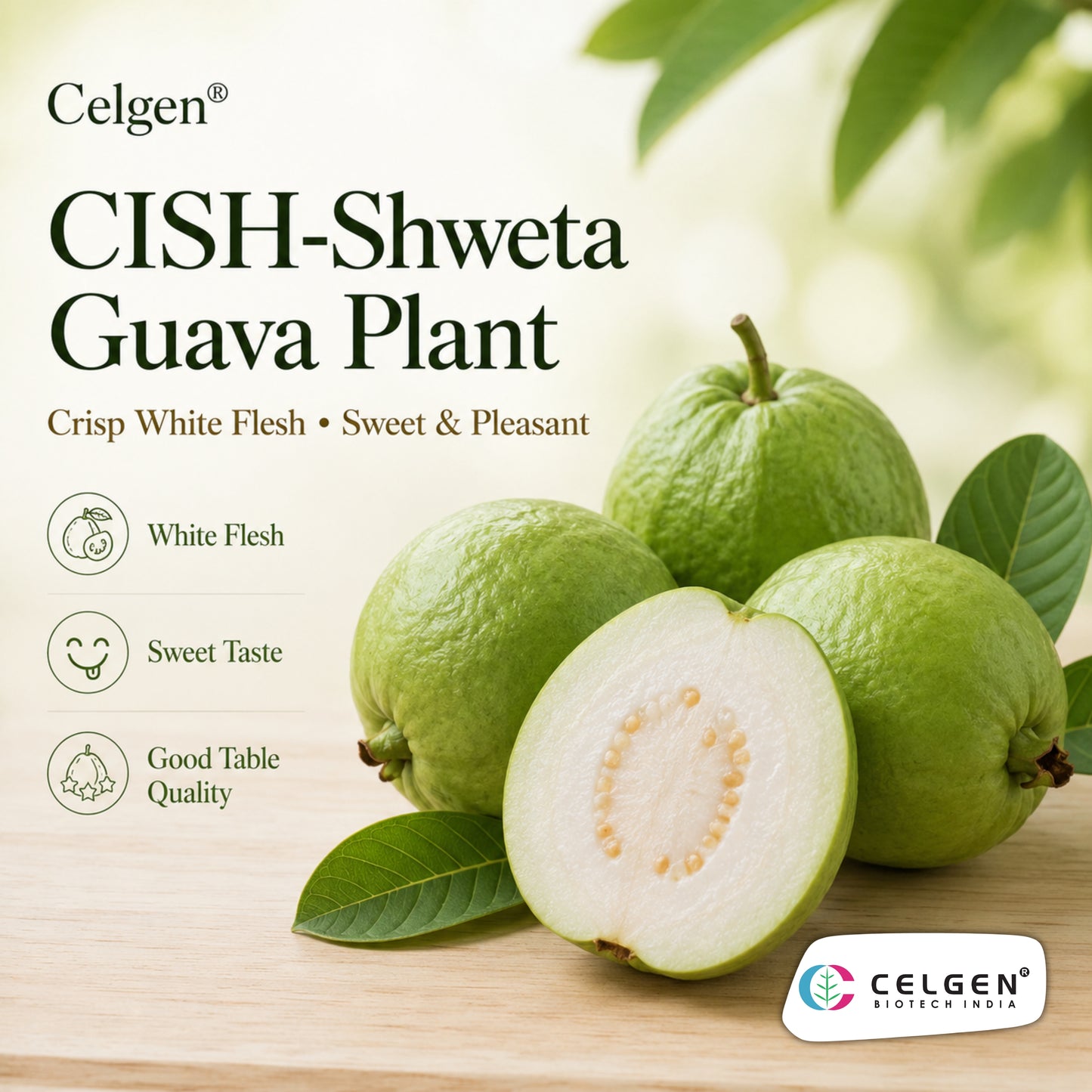 Celgen® CISH-Shweta Guava Plant