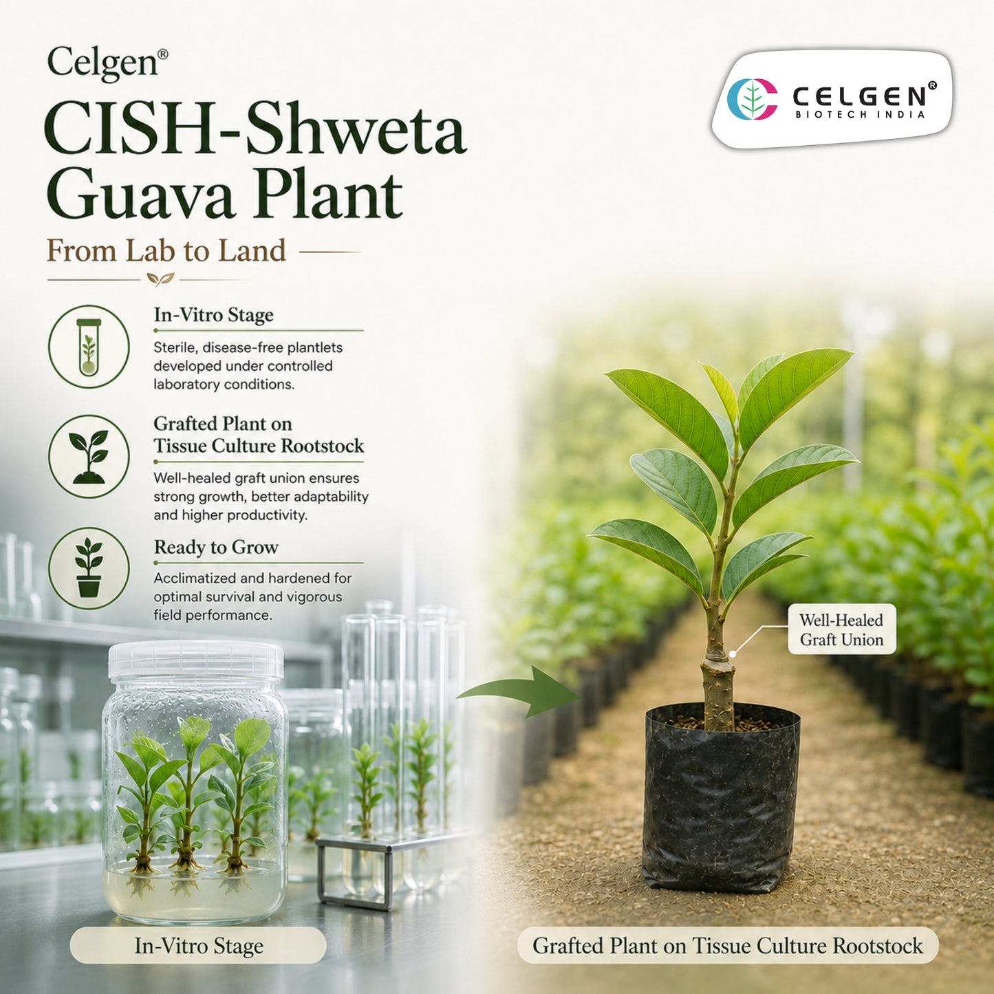 Celgen® CISH-Shweta Guava Plant