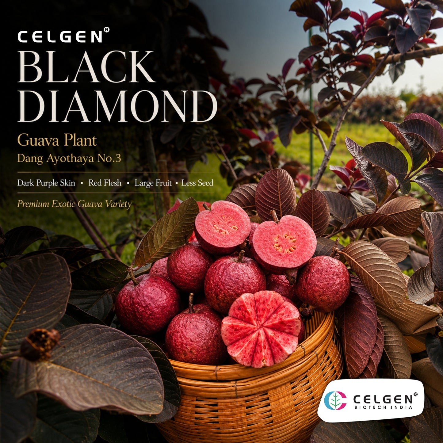 Celgen® Black Diamond Guava Plant – Daeng Ayothaya No.3