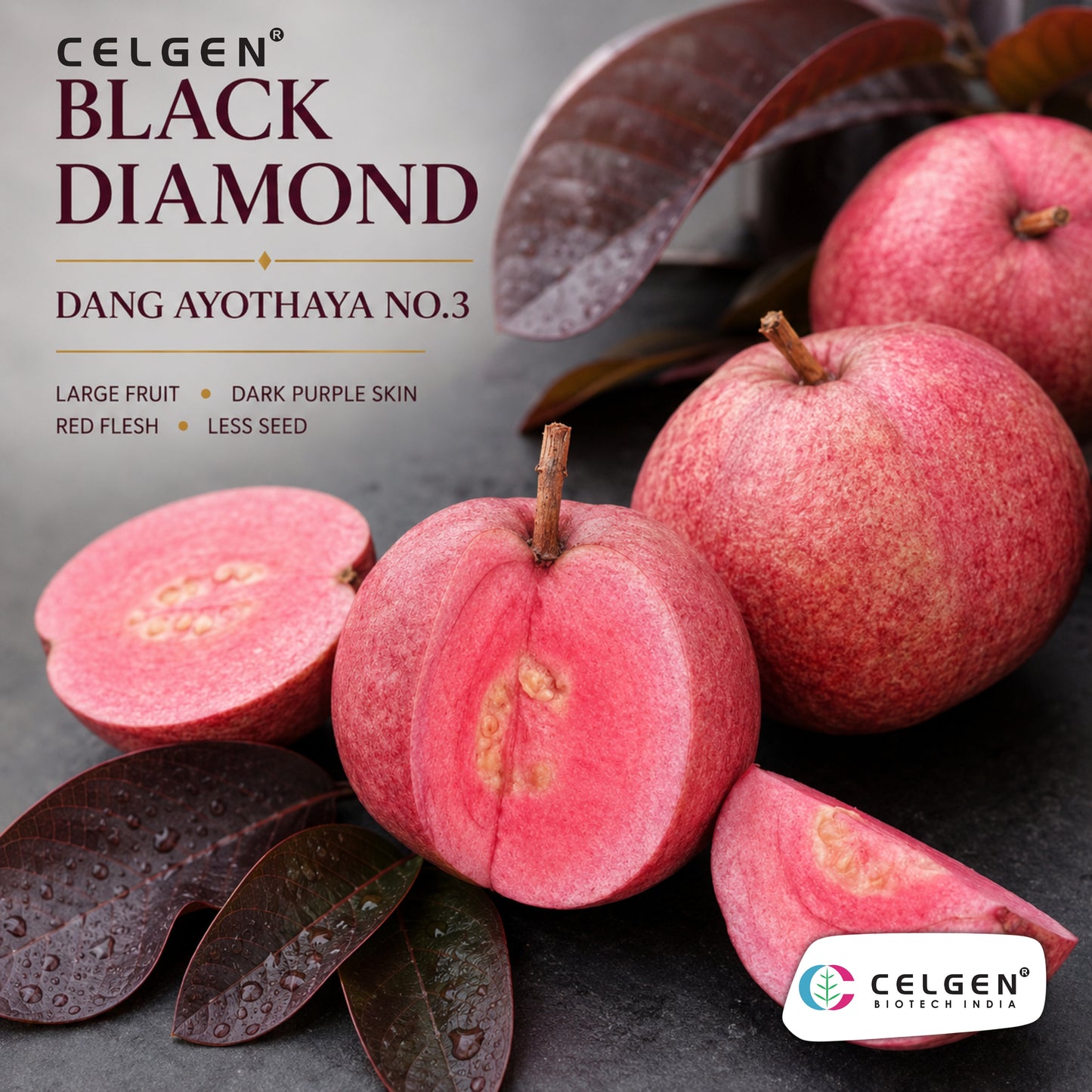 Celgen® Black Diamond Guava Plant – Daeng Ayothaya No.3