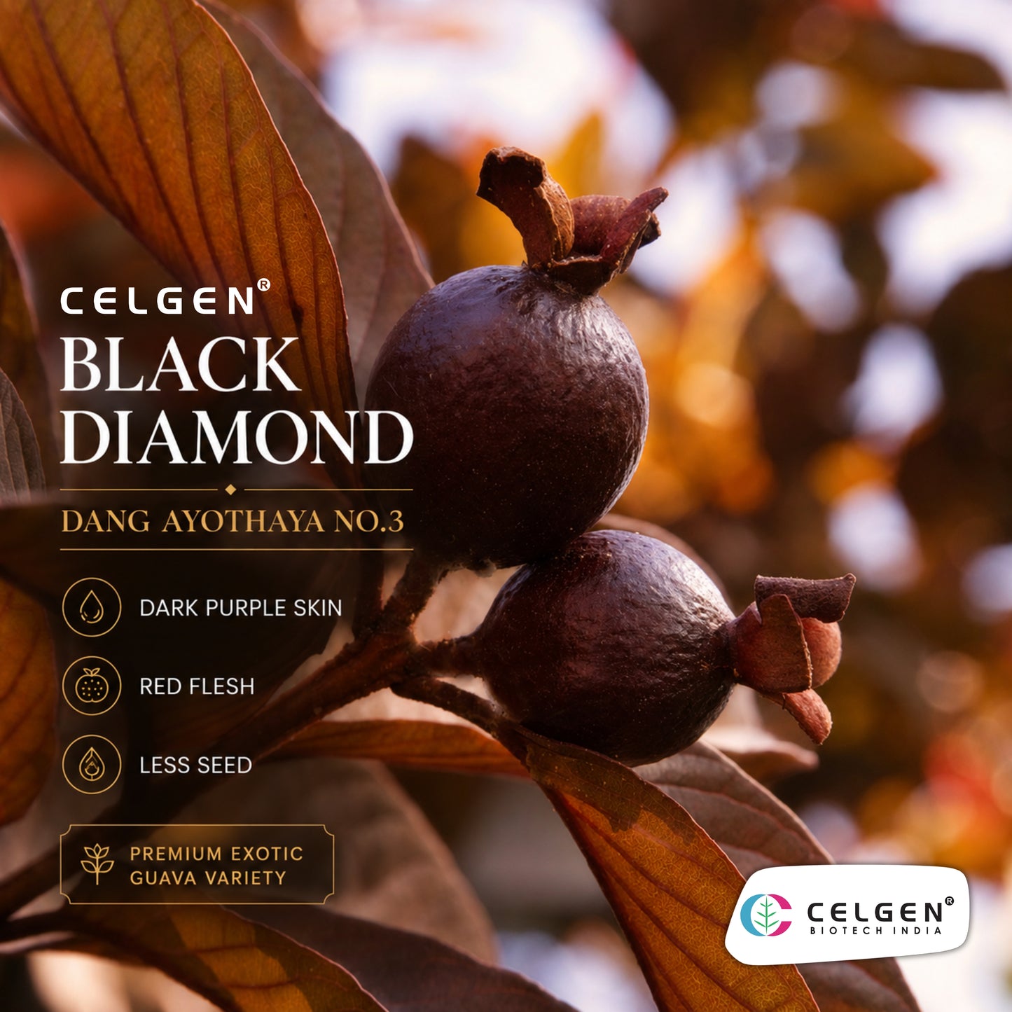 Celgen® Black Diamond Guava Plant – Daeng Ayothaya No.3