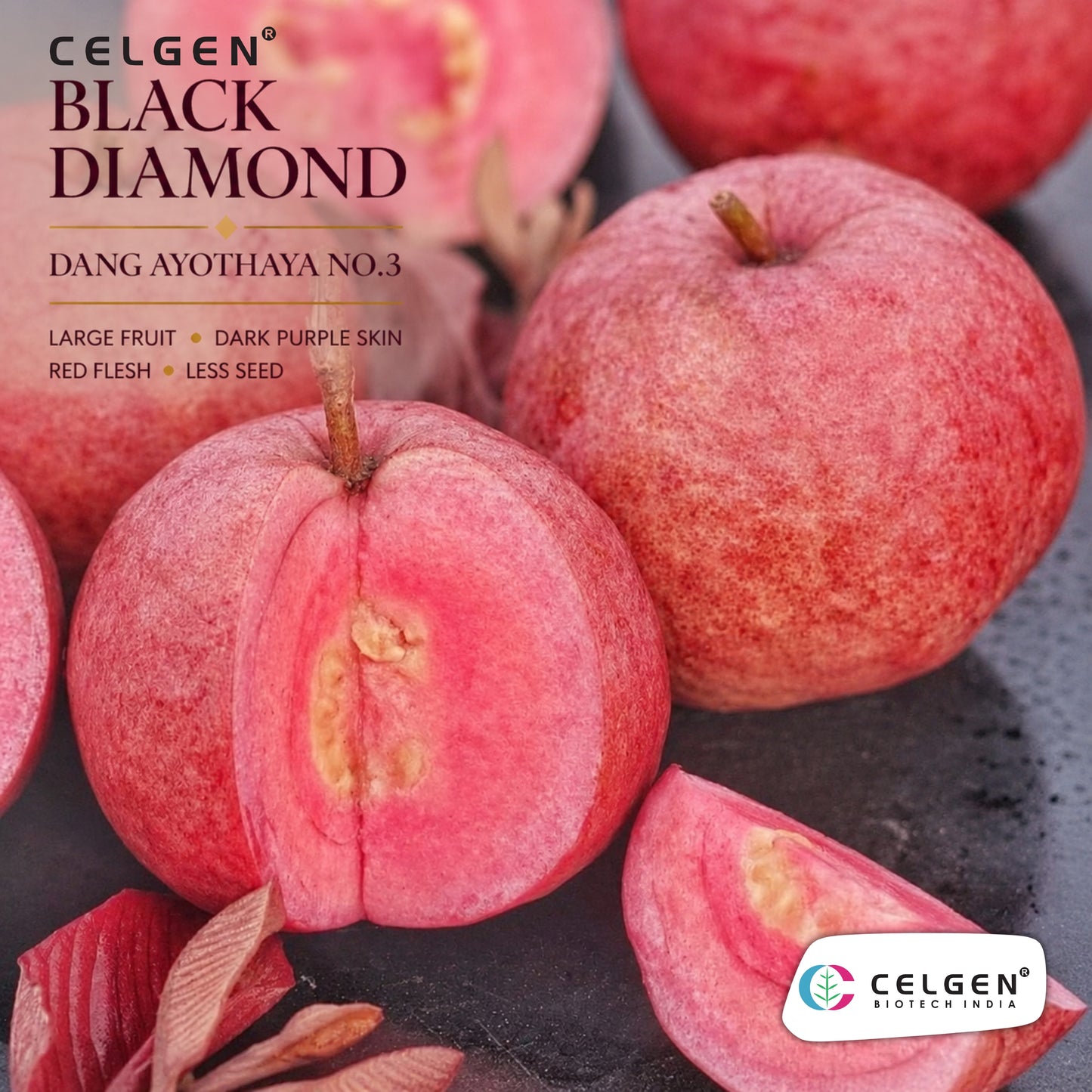 Celgen® Black Diamond Guava Plant – Daeng Ayothaya No.3