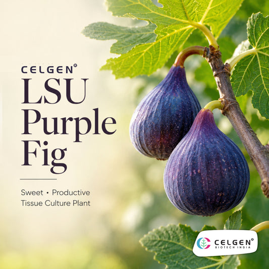 Celgen® LSU Purple Fig Tissue Culture Plant