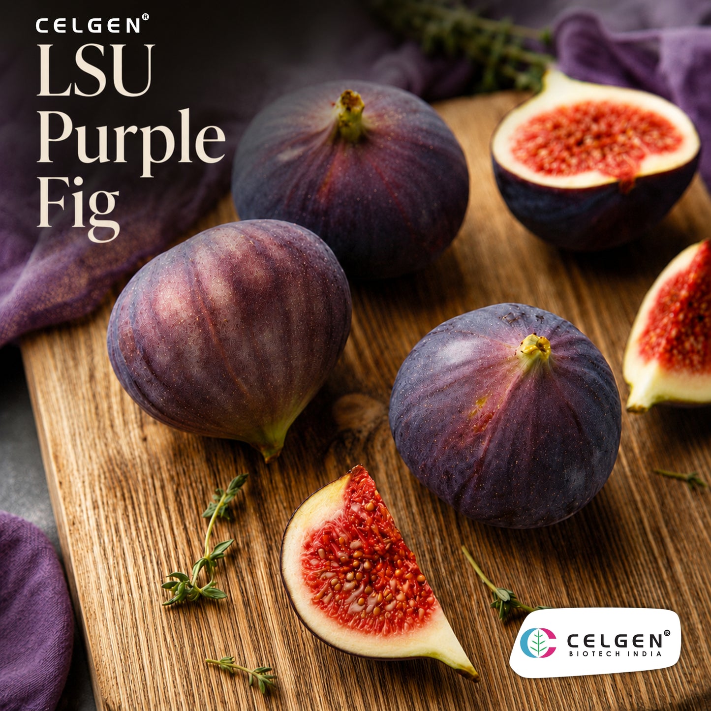 Celgen® LSU Purple Fig Tissue Culture Plant