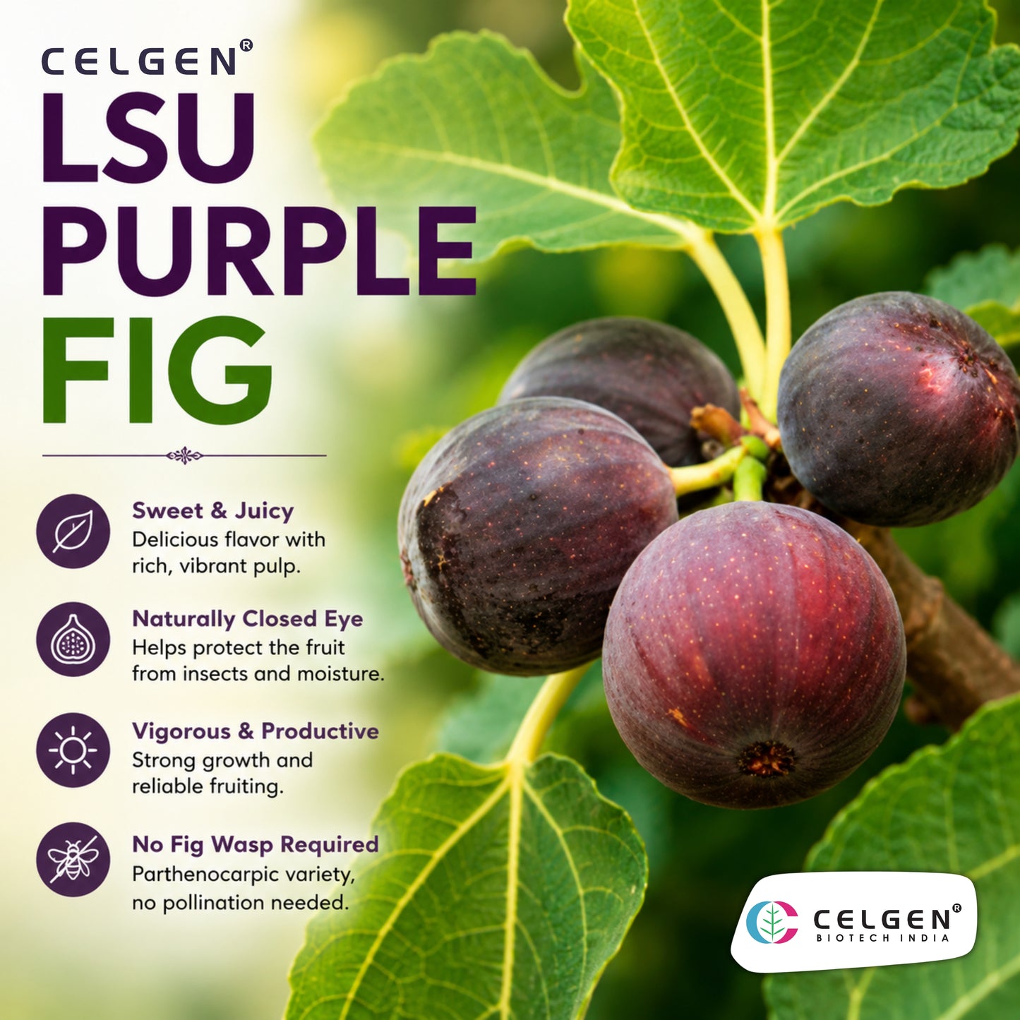 Celgen® LSU Purple Fig Tissue Culture Plant