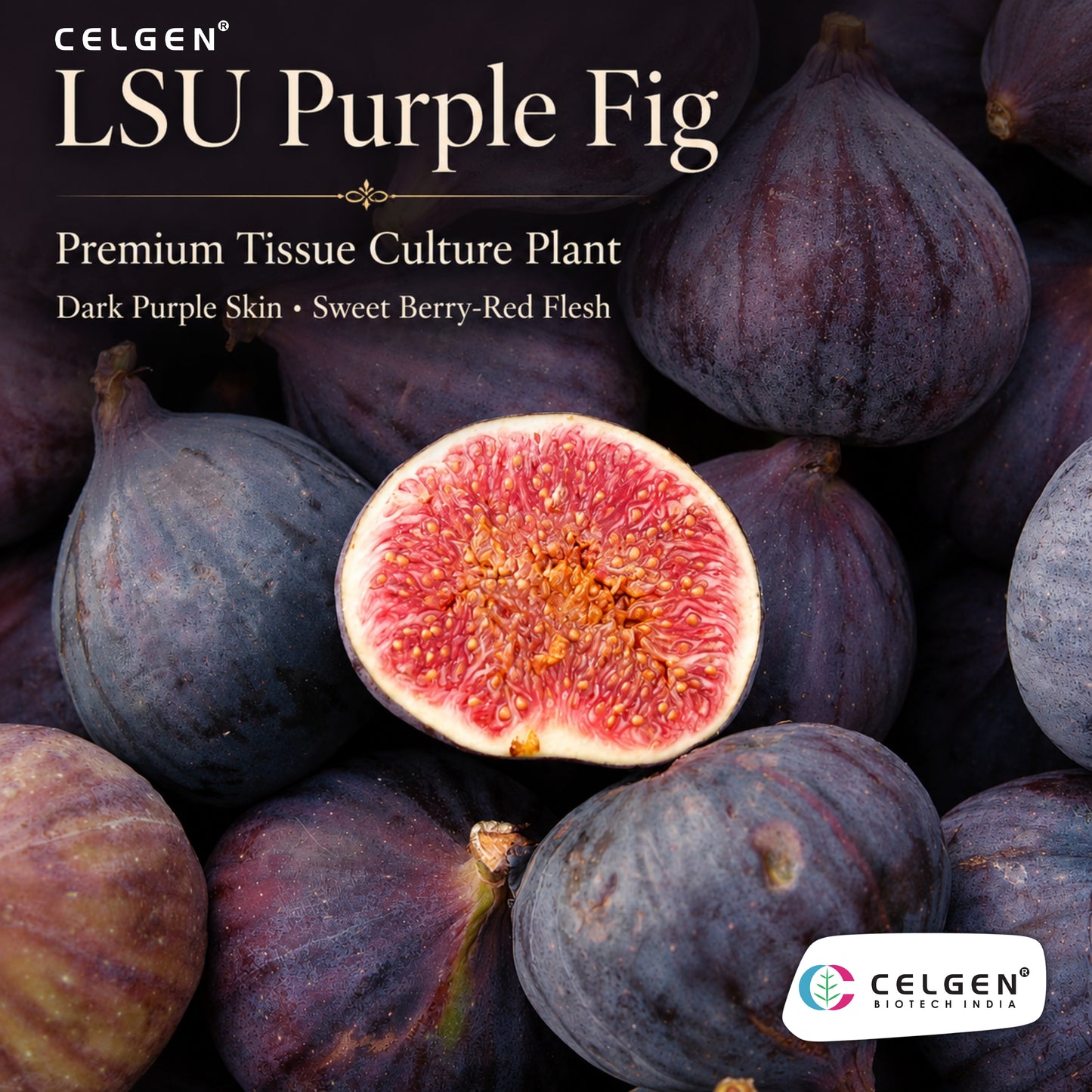 Celgen® LSU Purple Fig Tissue Culture Plant