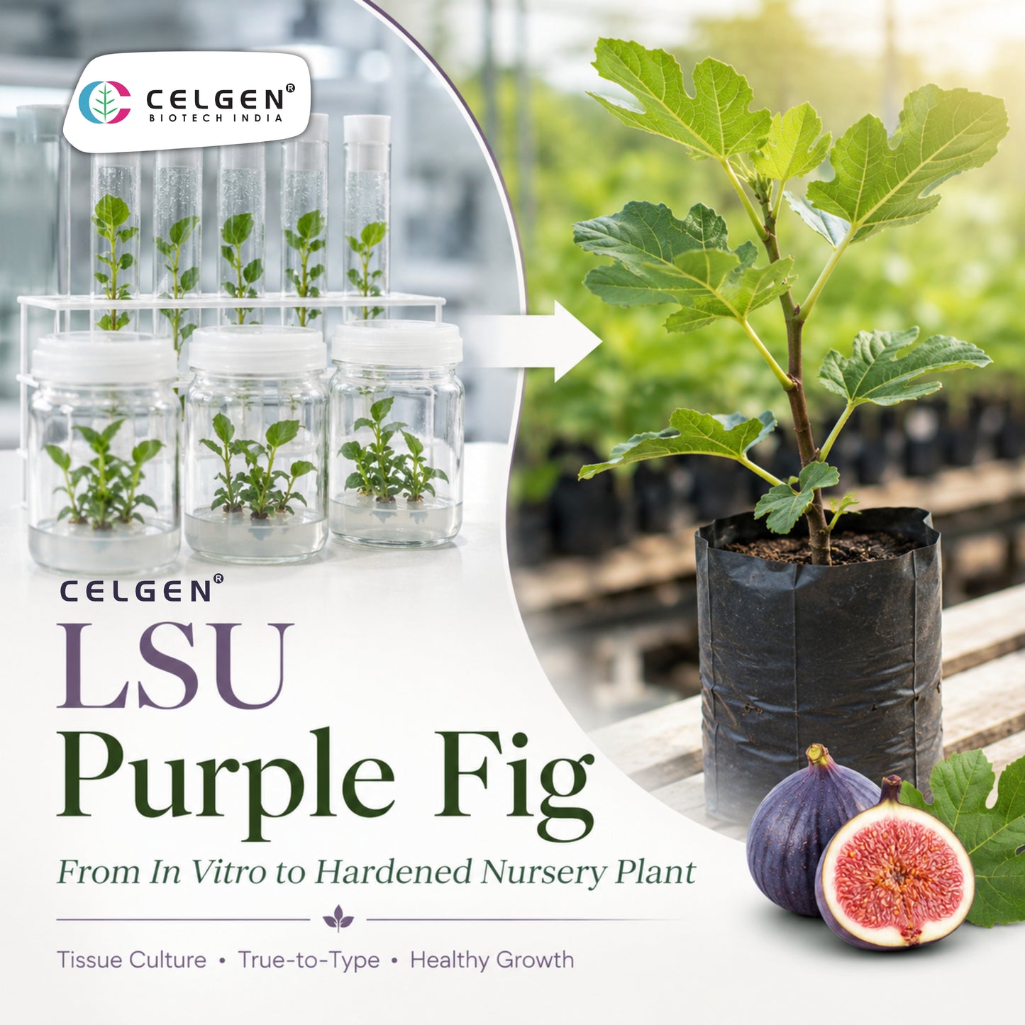 Celgen® LSU Purple Fig Tissue Culture Plant