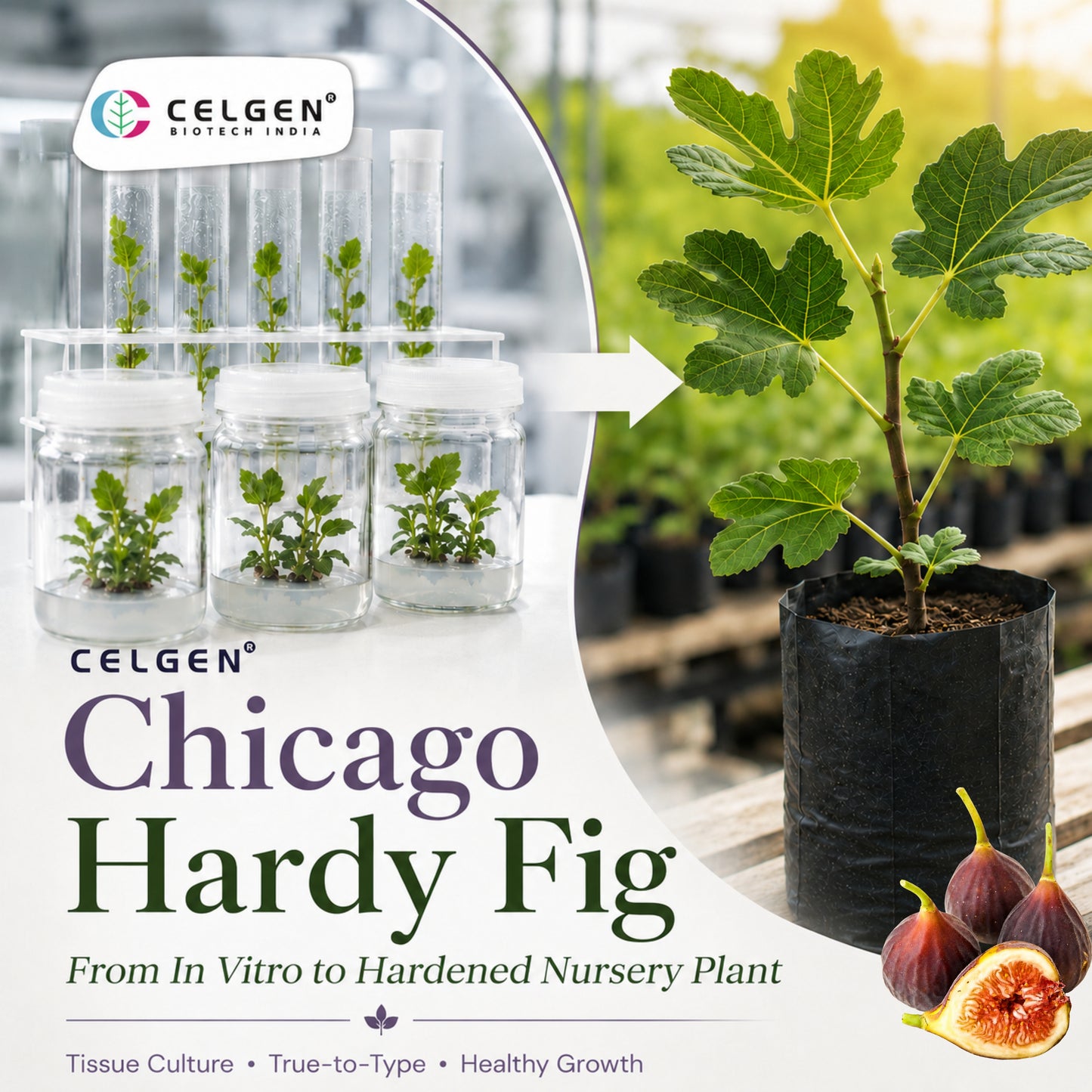 Celgen® Chicago Hardy Fig Tissue Culture Plant