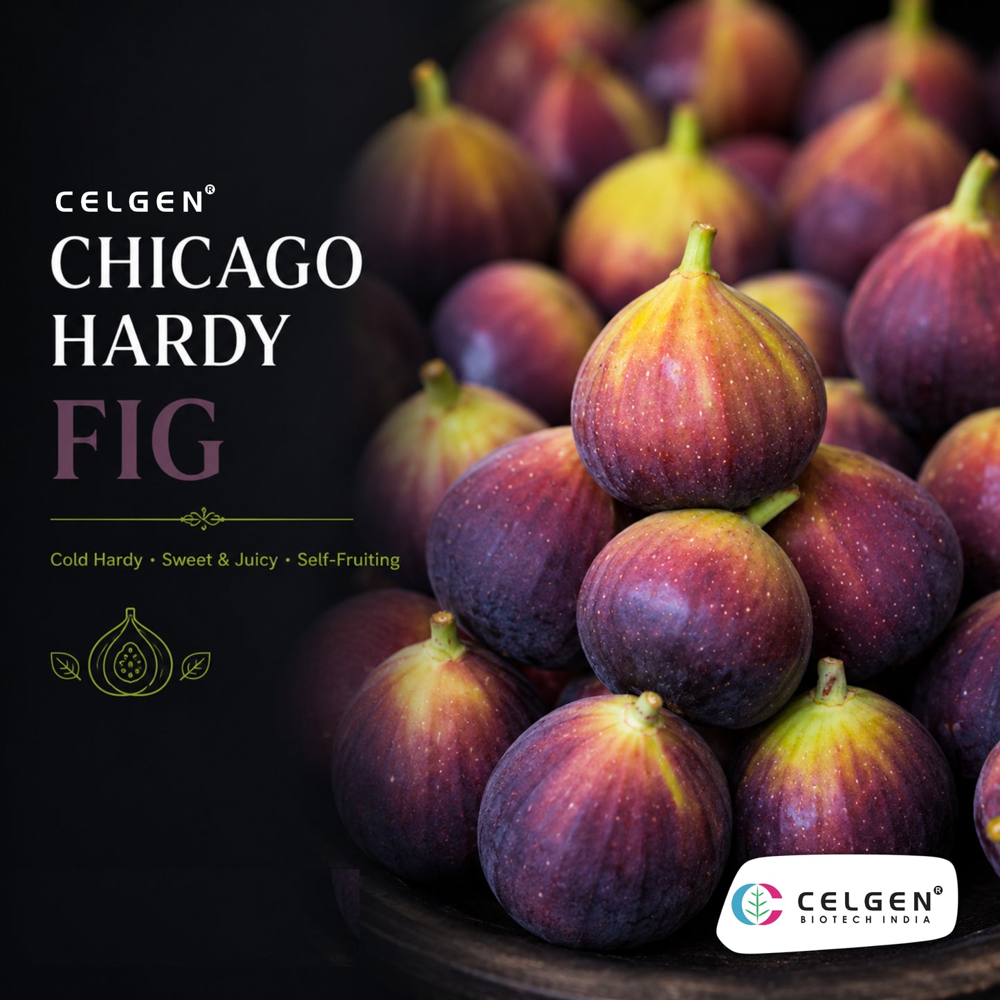 Celgen® Chicago Hardy Fig Tissue Culture Plant