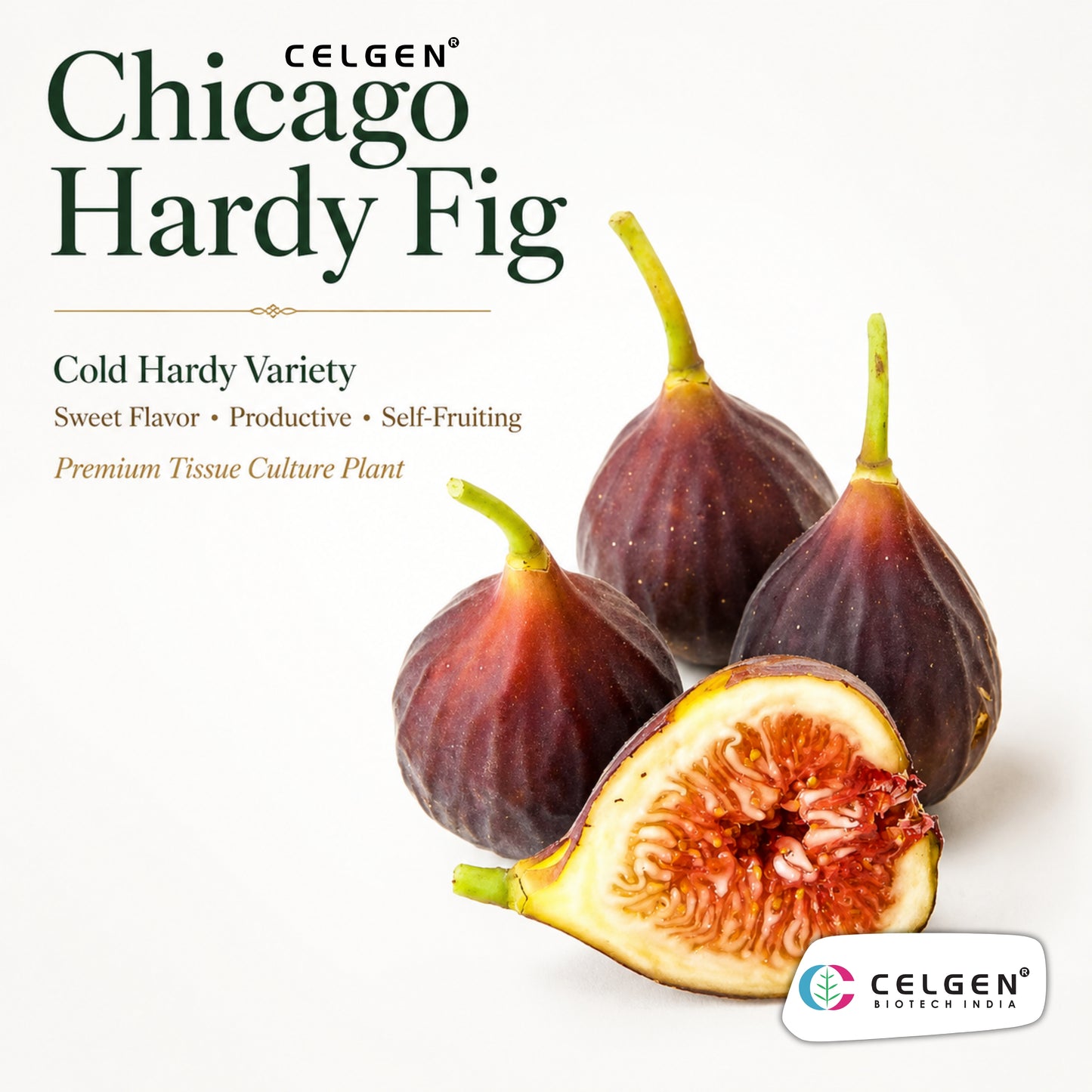 Celgen® Chicago Hardy Fig Tissue Culture Plant