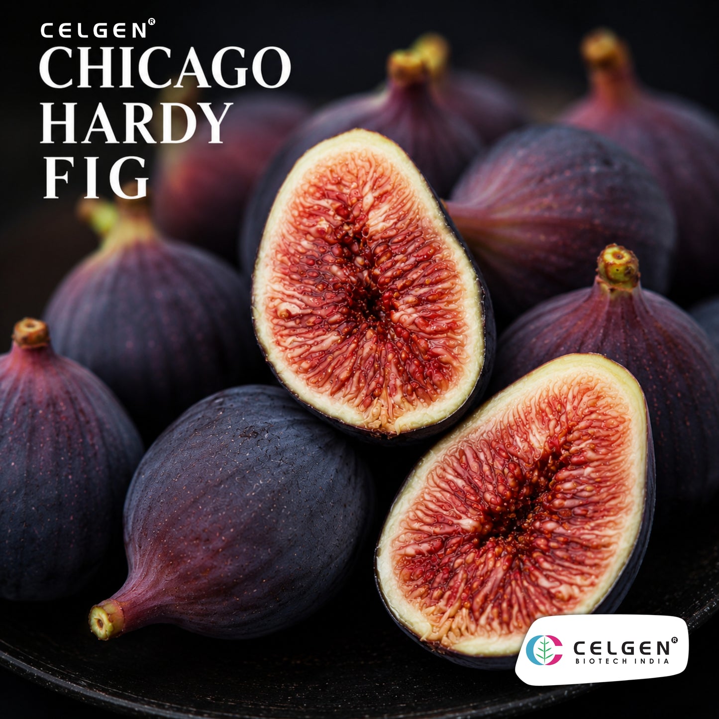 Celgen® Chicago Hardy Fig Tissue Culture Plant