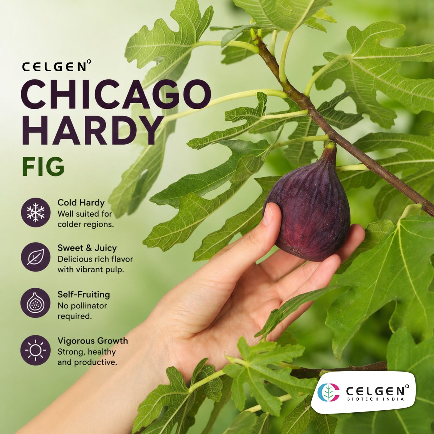 Celgen® Chicago Hardy Fig Tissue Culture Plant
