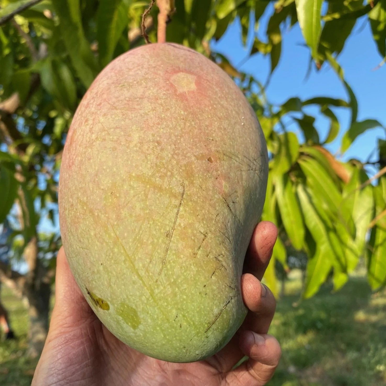 Mango Mallika  Grafted Plants"Mangifera indica"