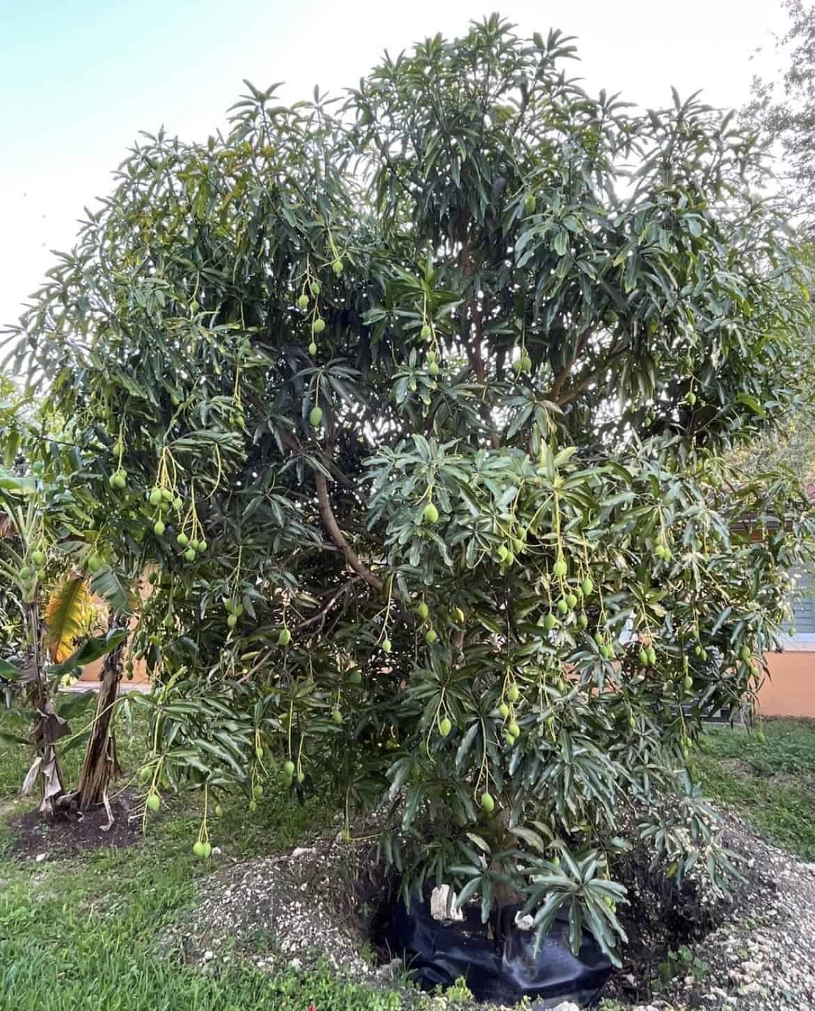 Mango Mallika  Grafted Plants"Mangifera indica"