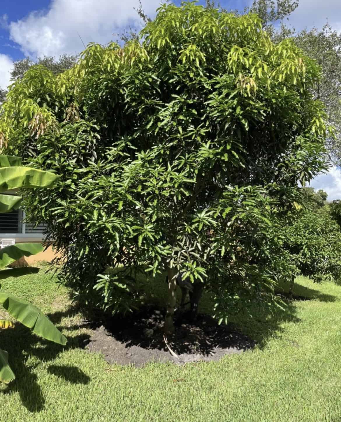 Mango Mallika  Grafted Plants"Mangifera indica"