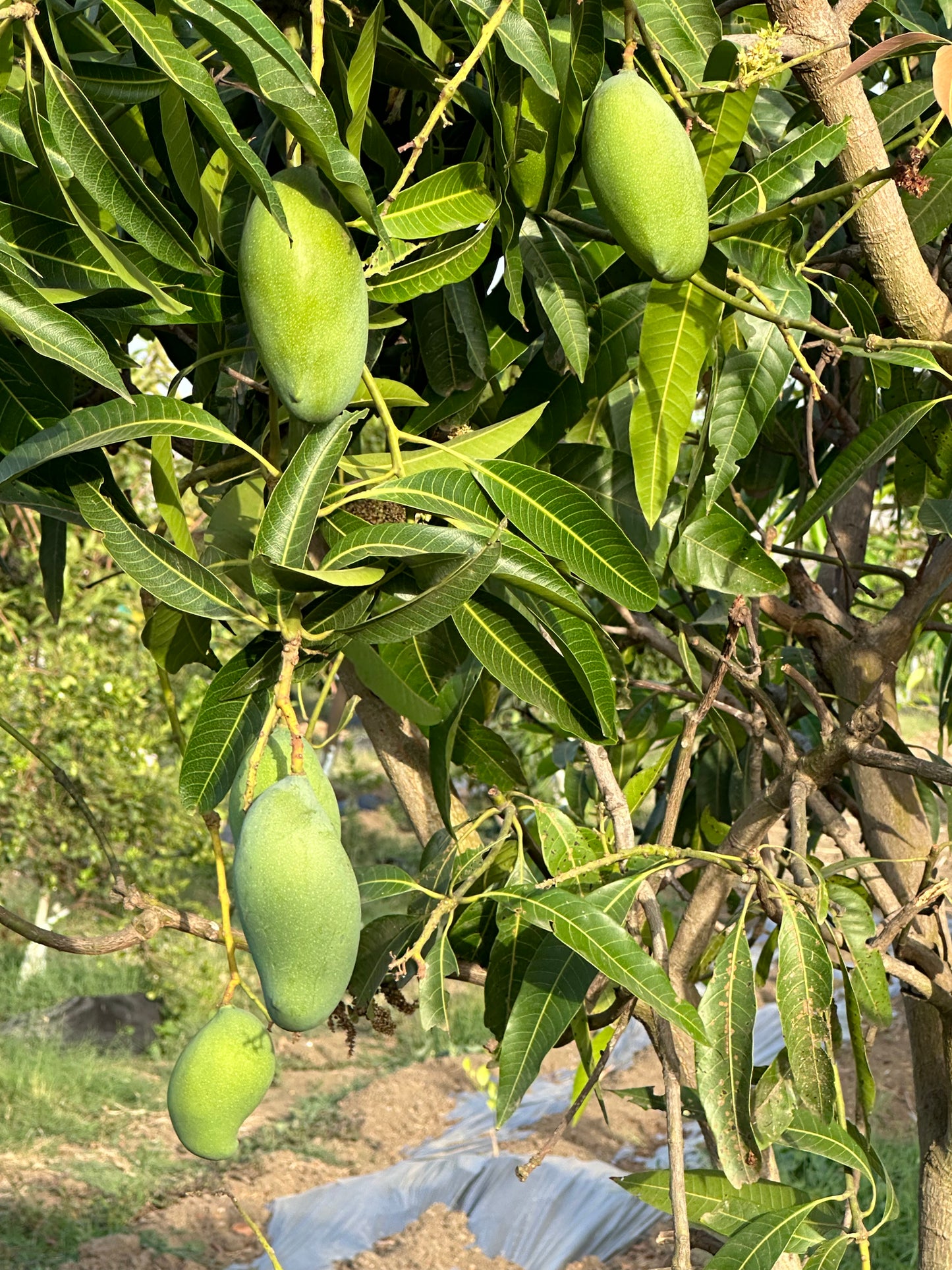 Mango Amrapali  Grafted Plants"Mangifera indica"