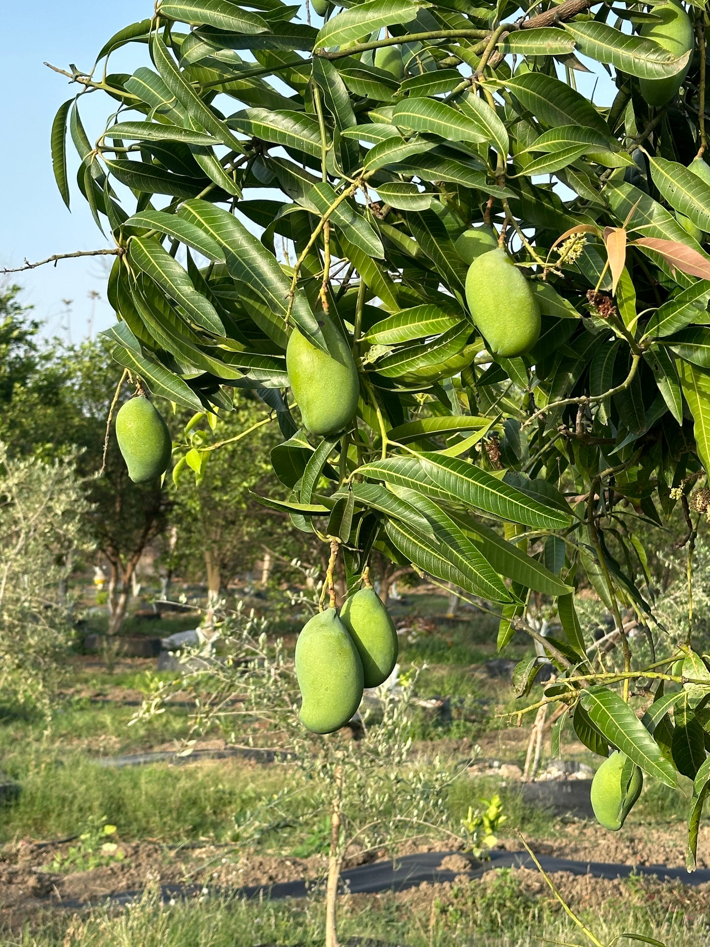 Mango Amrapali  Grafted Plants"Mangifera indica"