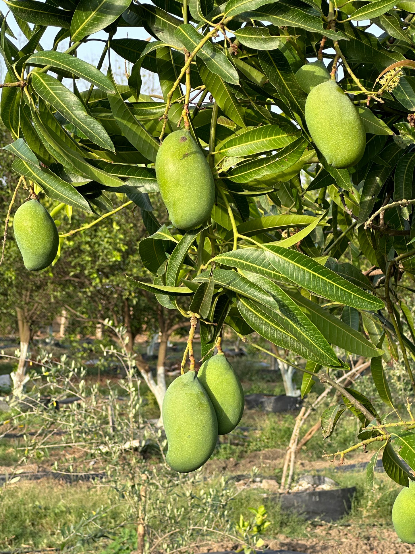 Mango Amrapali  Grafted Plants"Mangifera indica"