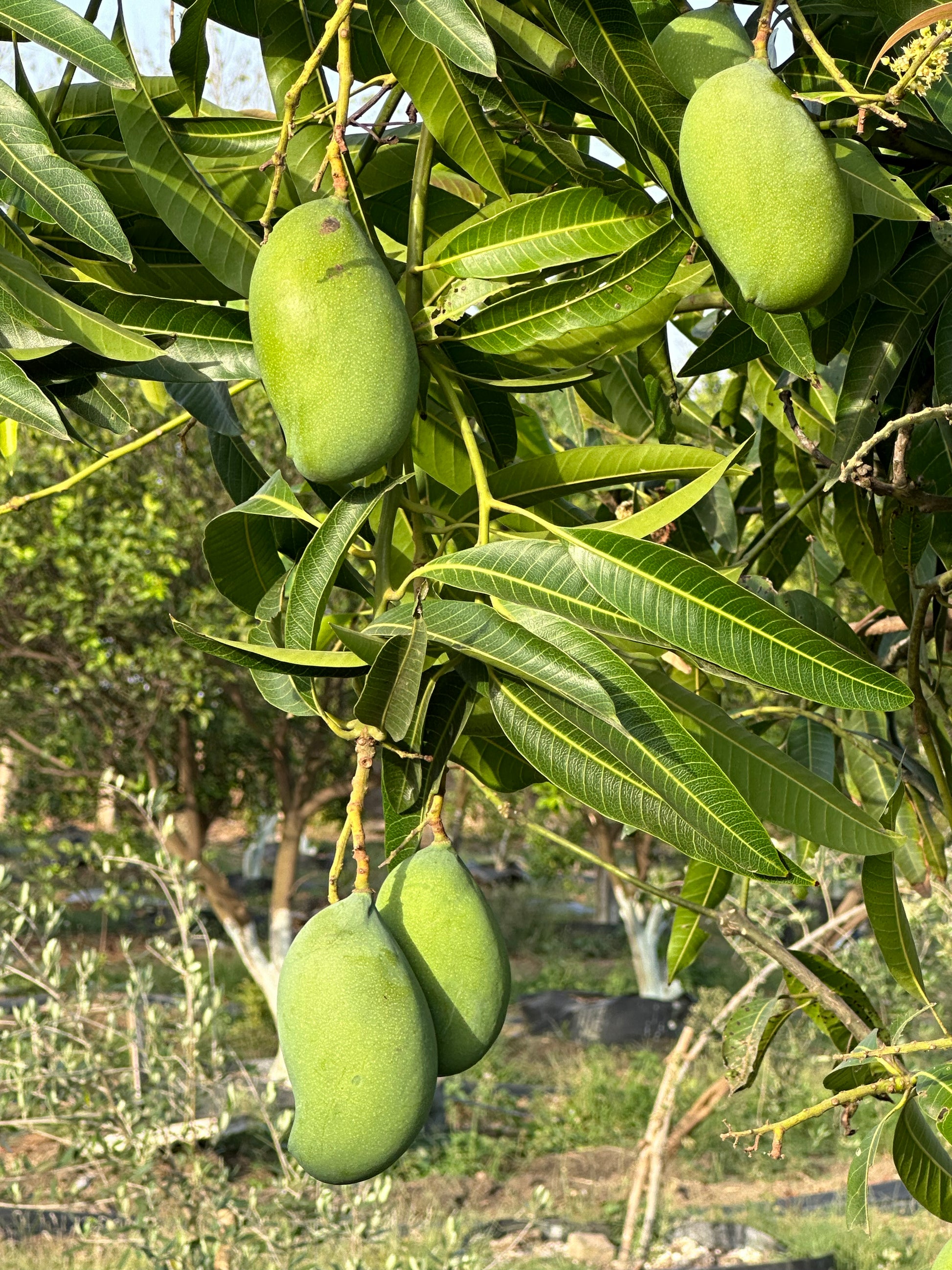 Mango Amrapali  Grafted Plants"Mangifera indica"