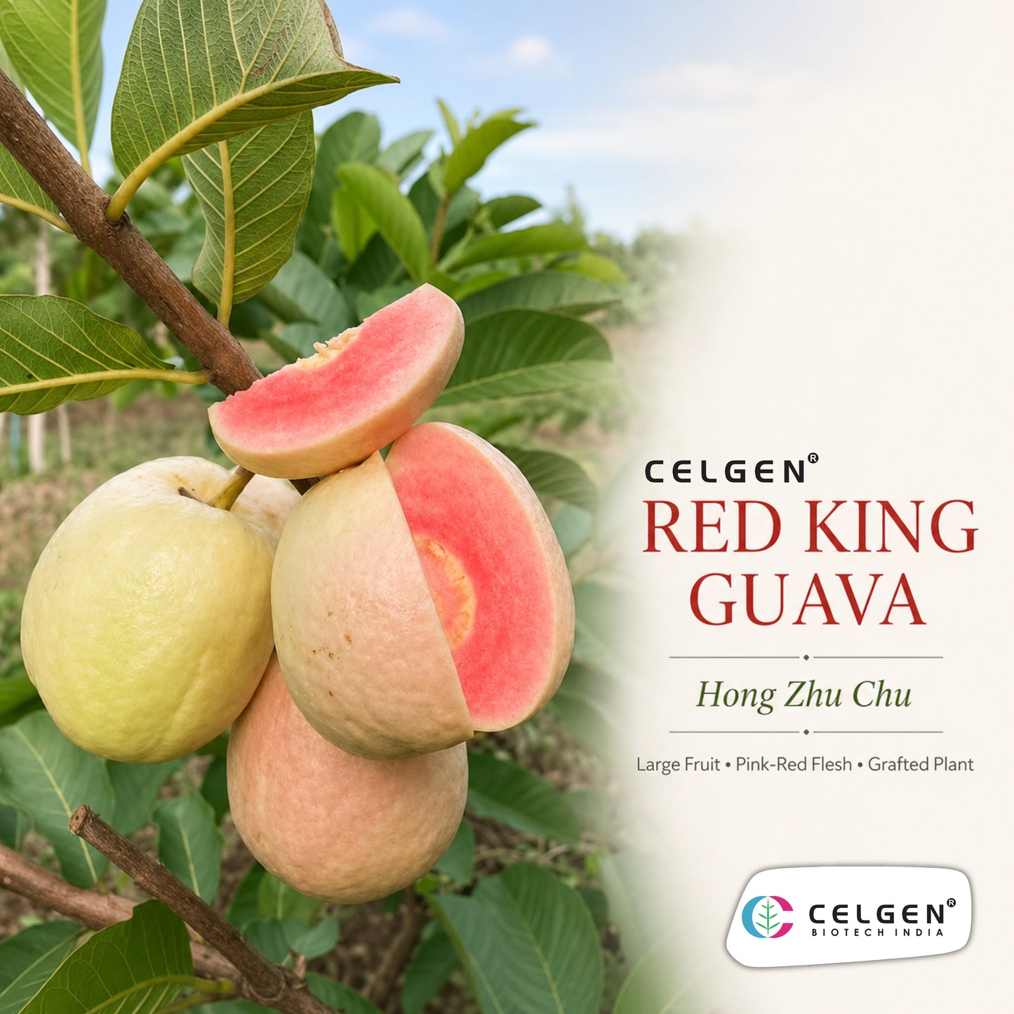 Celgen® Red King (Hong Zhu Chu) Guava Plant