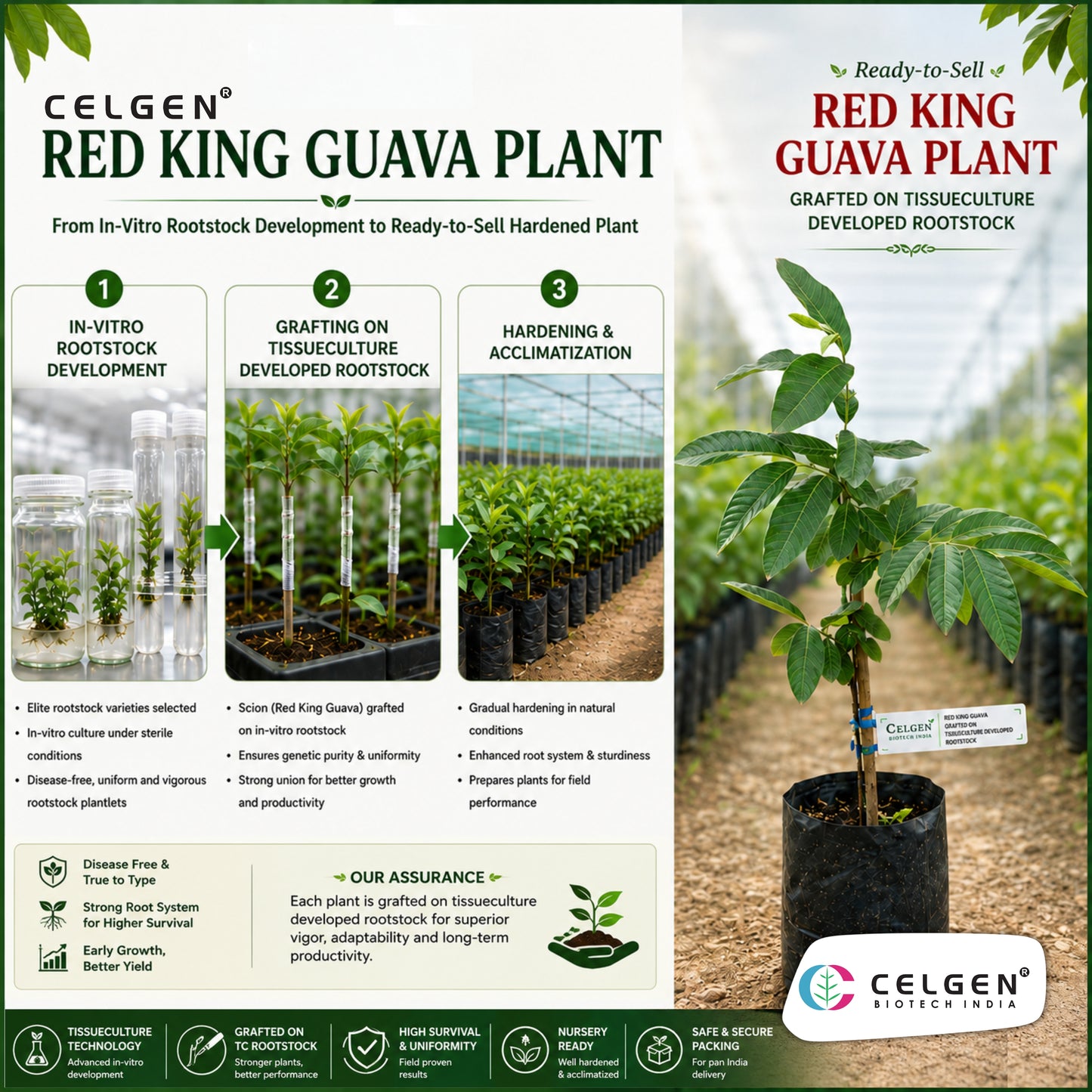 Celgen® Red King (Hong Zhu Chu) Guava Plant