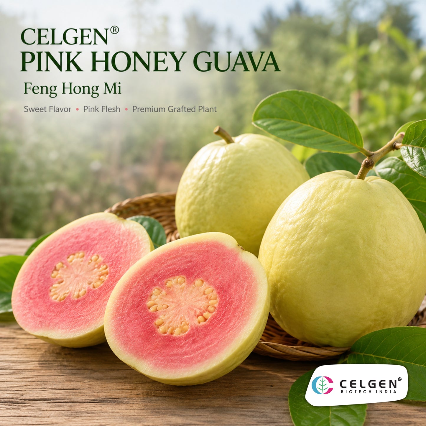 Celgen® Pink Honey (Fen Hong Mi) Guava Plant