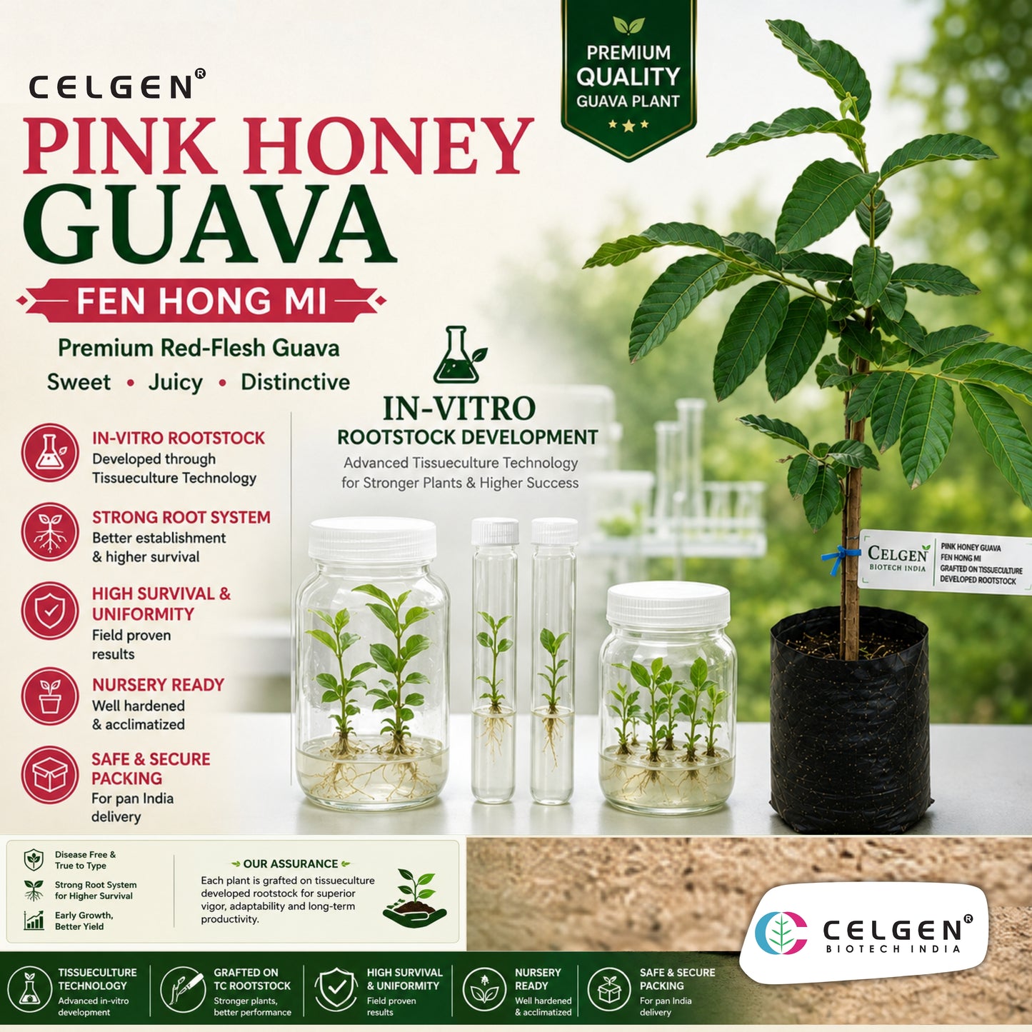 Celgen® Pink Honey (Fen Hong Mi) Guava Plant