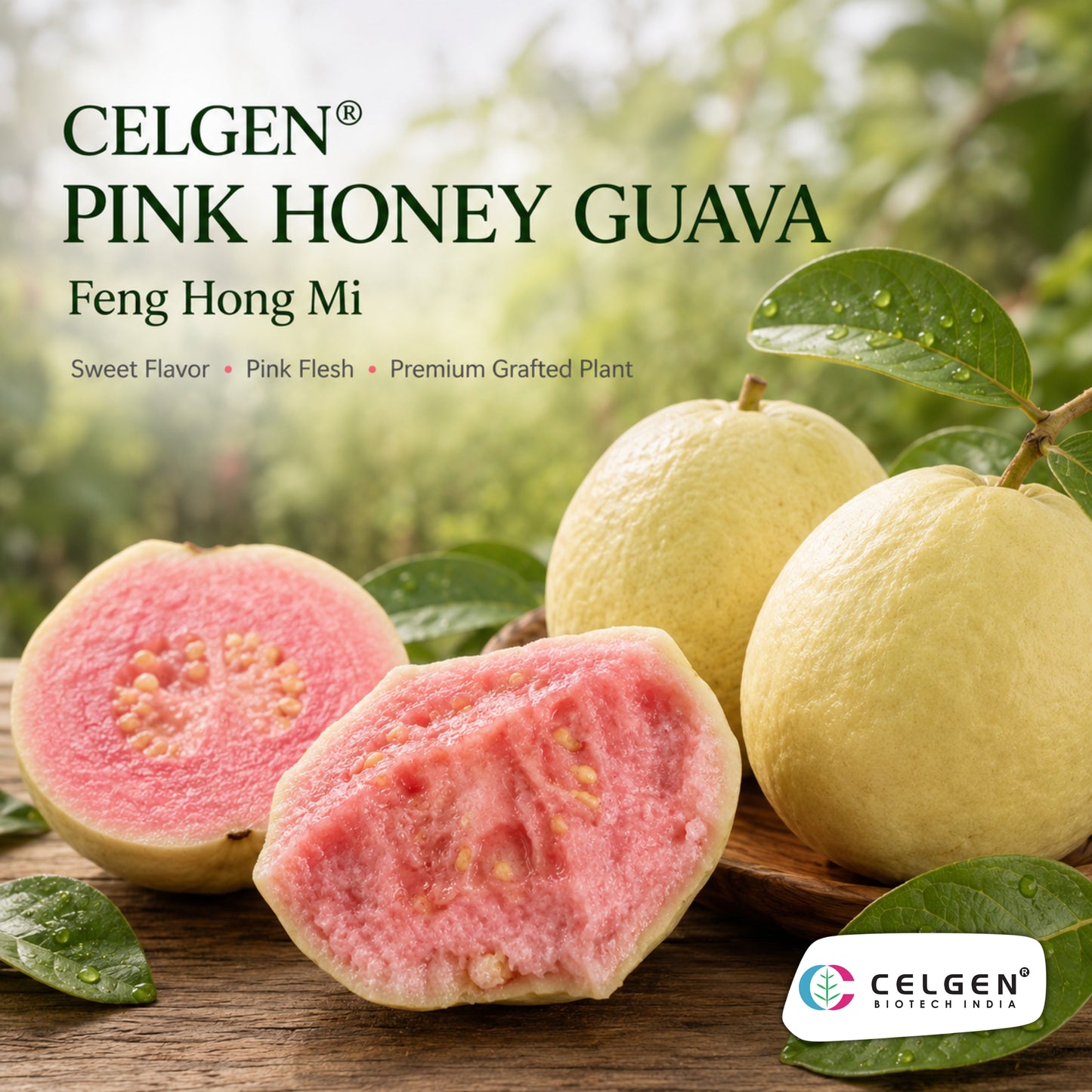 Celgen® Pink Honey (Fen Hong Mi) Guava Plant