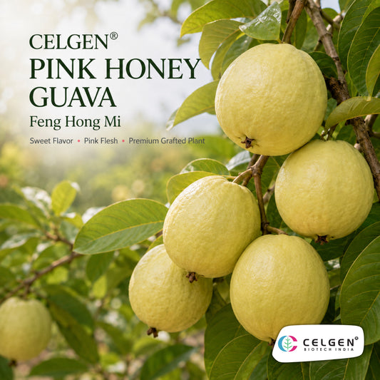 Celgen® Pink Honey (Fen Hong Mi) Guava Plant