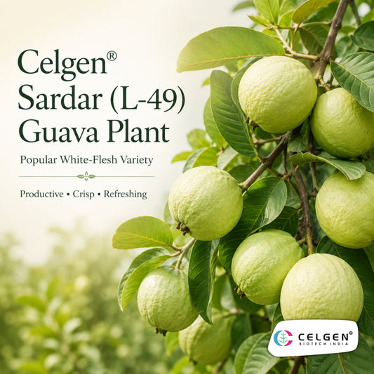Celgen® Sardar (L-49 / Lucknow-49) Guava Plant