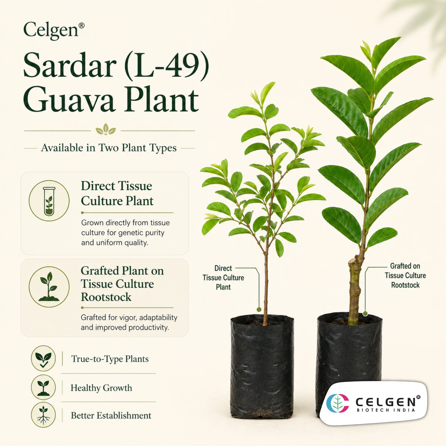 Celgen® Sardar (L-49 / Lucknow-49) Guava Plant