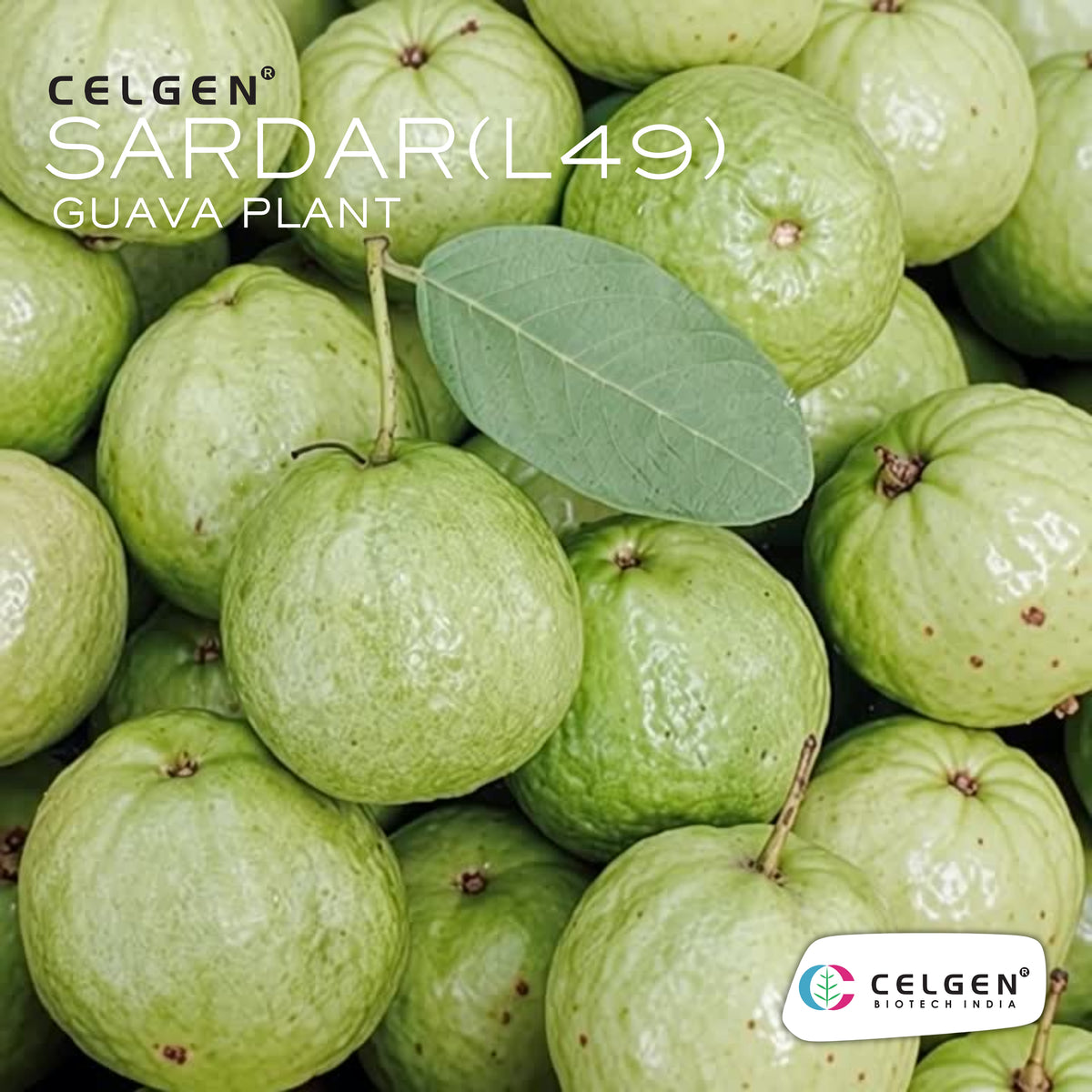Celgen® Sardar (L-49 / Lucknow-49) Guava Plant