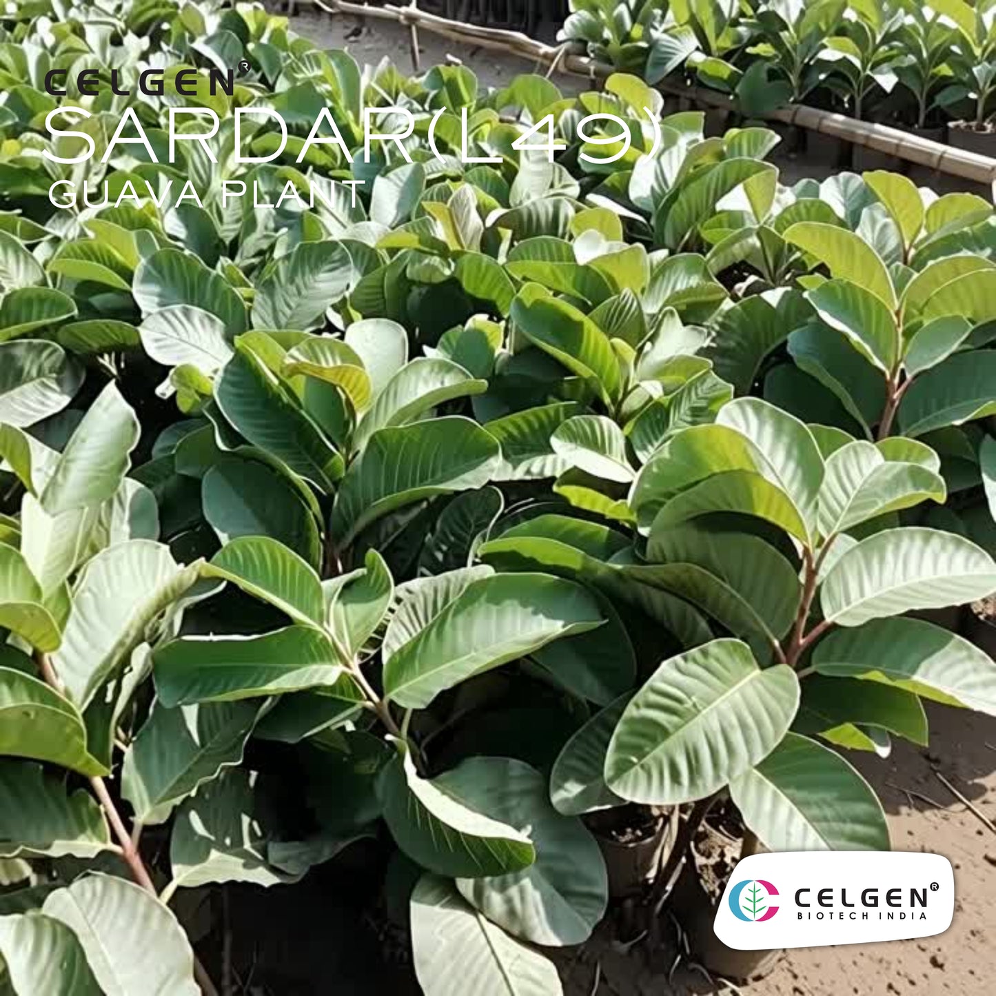 Celgen® Sardar (L-49 / Lucknow-49) Guava Plant