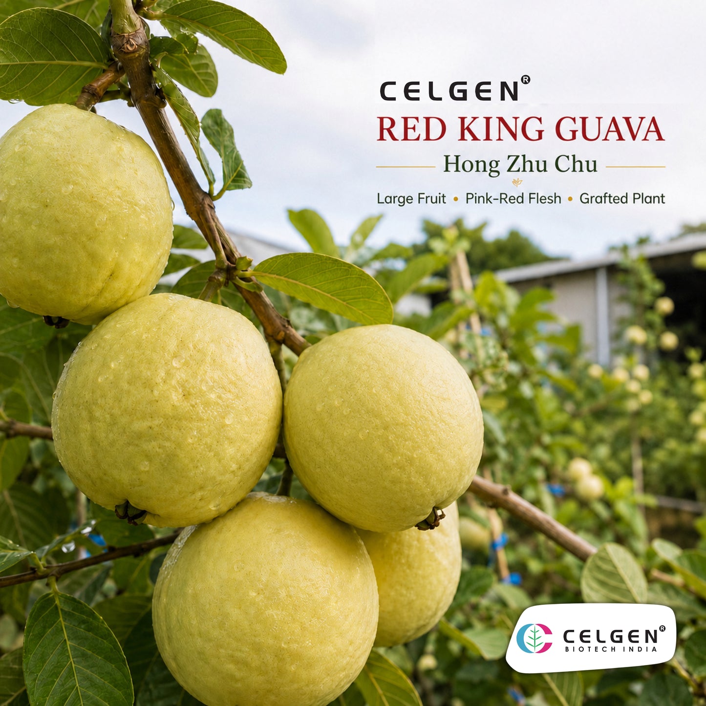 Celgen® Red King (Hong Zhu Chu) Guava Plant