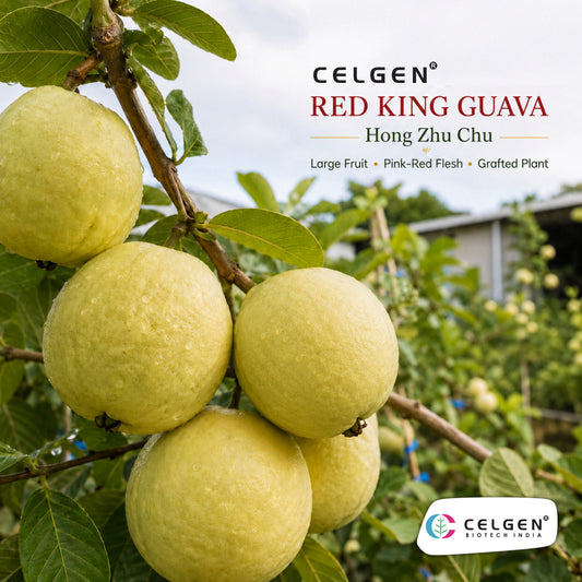 Celgen® Red King (Hong Zhu Chu) Guava Plant
