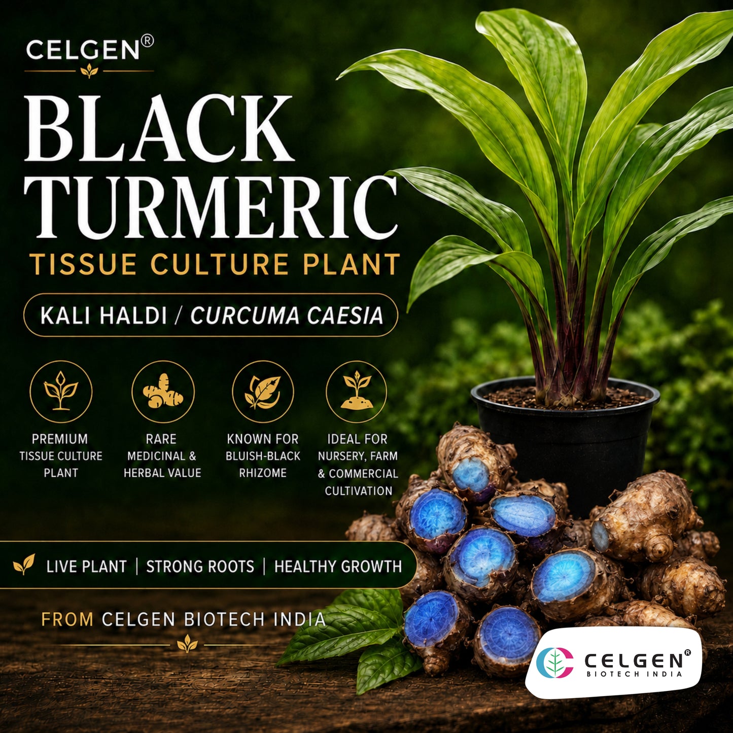 Celgen® Black Turmeric Tissue Culture Plant – Kali Haldi / Curcuma caesia