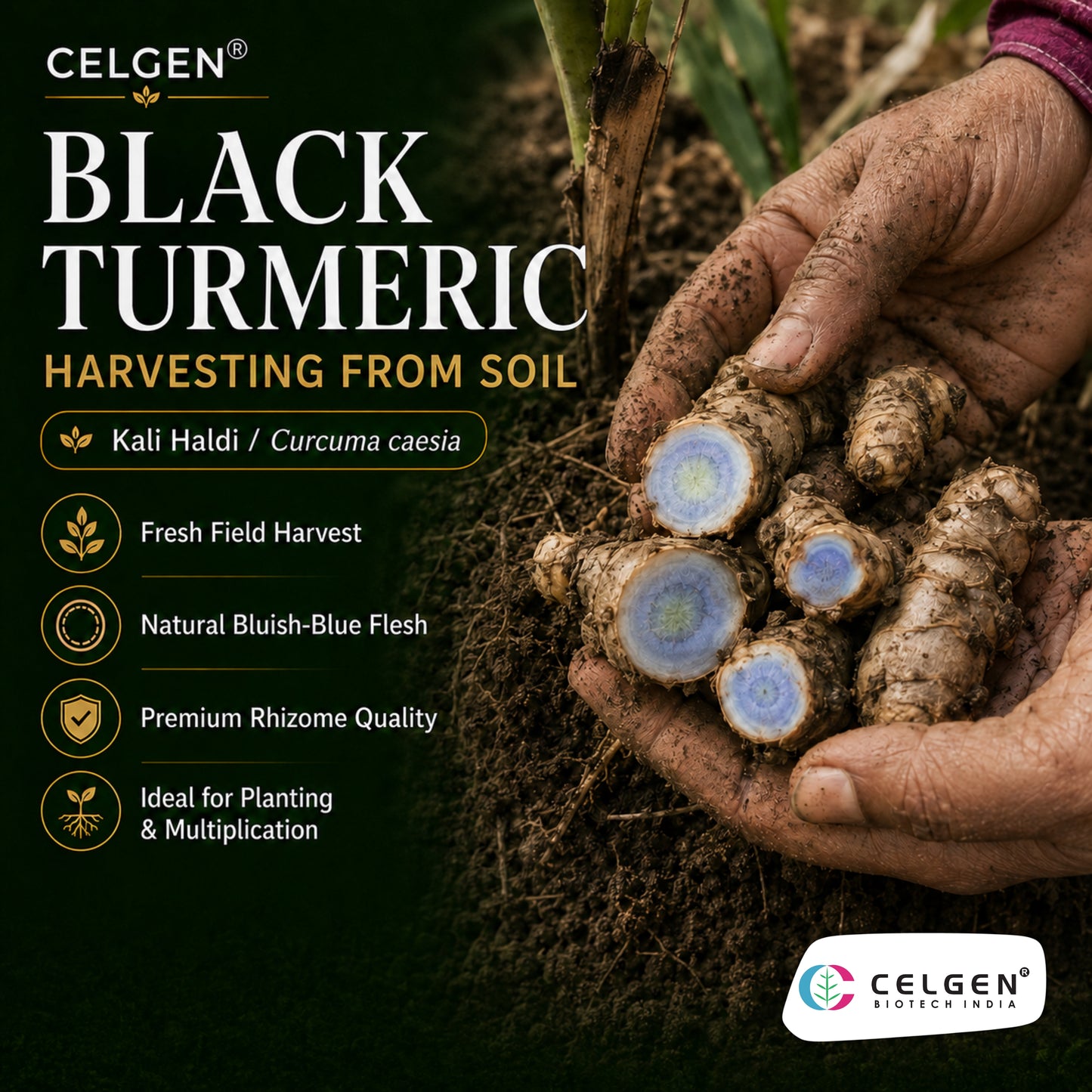 Celgen® Black Turmeric Tissue Culture Plant – Kali Haldi / Curcuma caesia