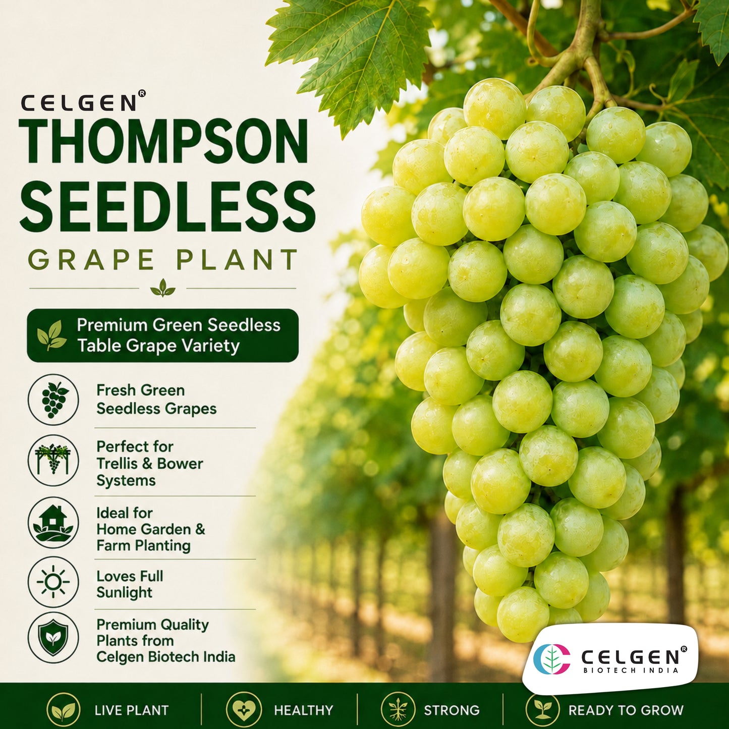 Celgen® Thompson Seedless Grape Plant – Green Seedless Grape Vine