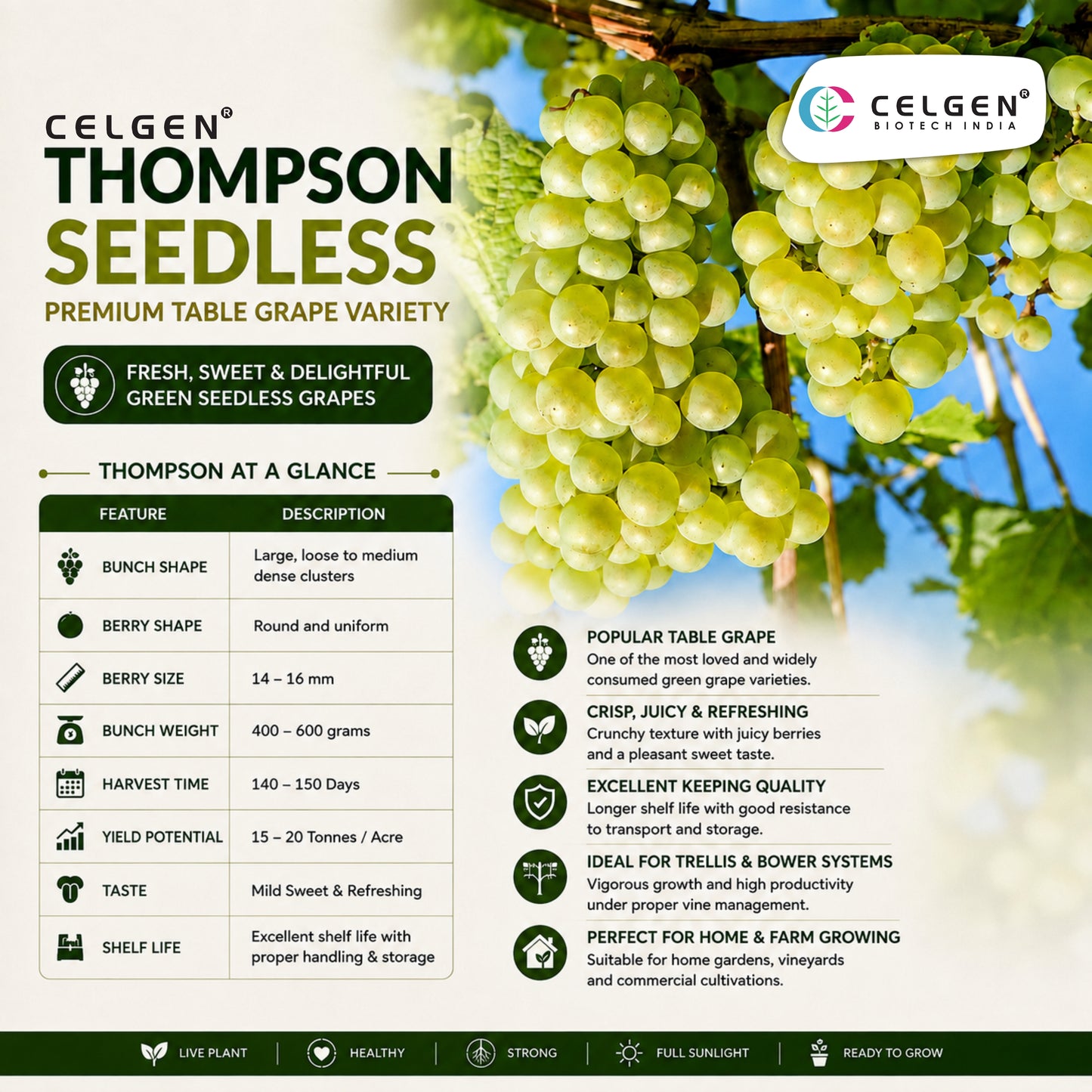 Celgen® Thompson Seedless Grape Plant – Green Seedless Grape Vine