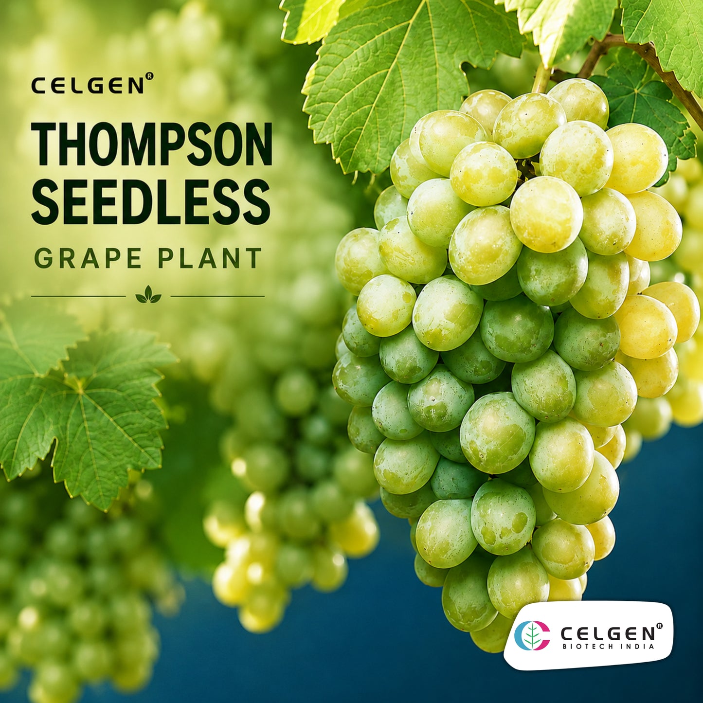 Celgen® Thompson Seedless Grape Plant – Green Seedless Grape Vine
